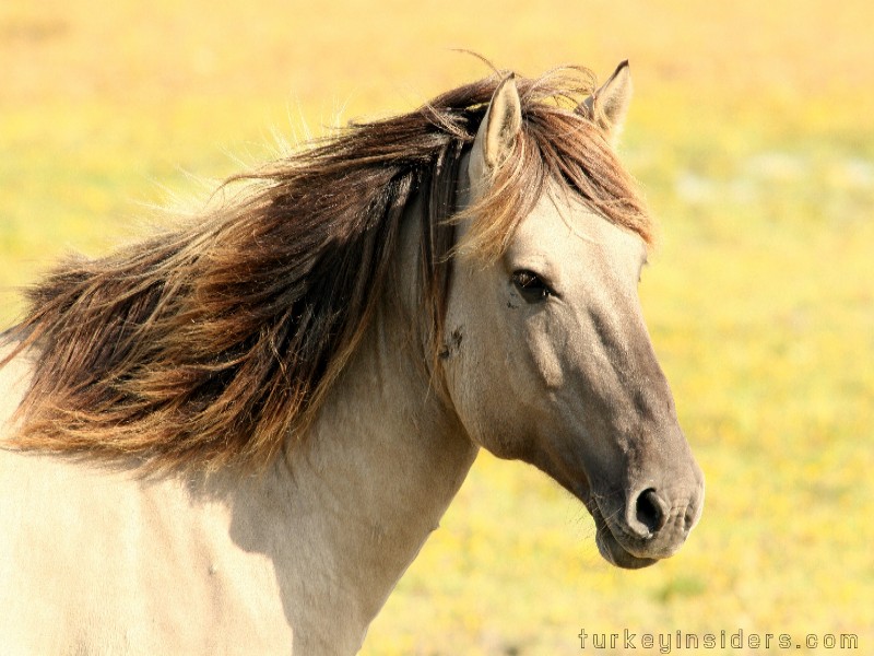 Cappadocia Horse Safari